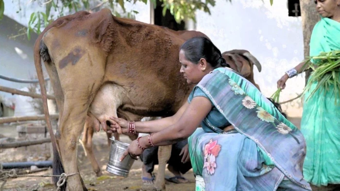 13 04 2026 auratola village in chhattisgarh m