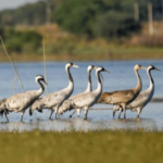 बंगाल-तमिलनाडु में वोटिंग जारी, 386 सीटों पर लोकतंत्र का महापर्व