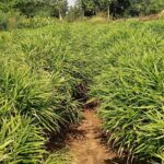 आत्मनिर्भरता की मिसाल बनीं ग्रामीण महिलाएं, बिहान योजना से गृह उद्योग और हस्तशिल्प को मिली नई पहचान