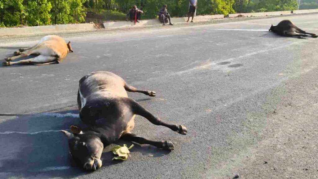 bull death 1536x865