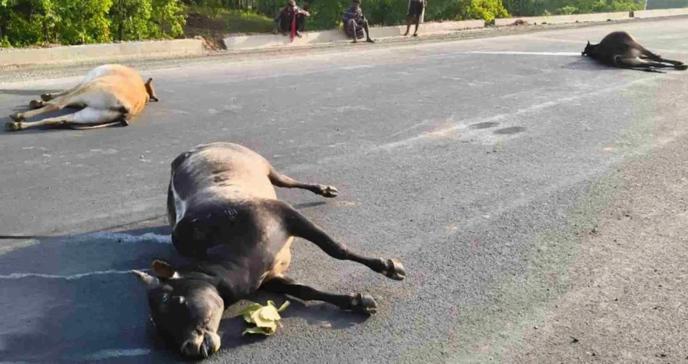 bull death 1536x865