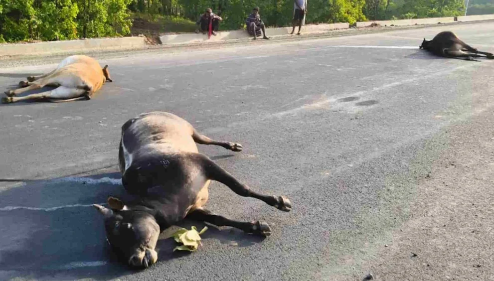 bull death 1536x865