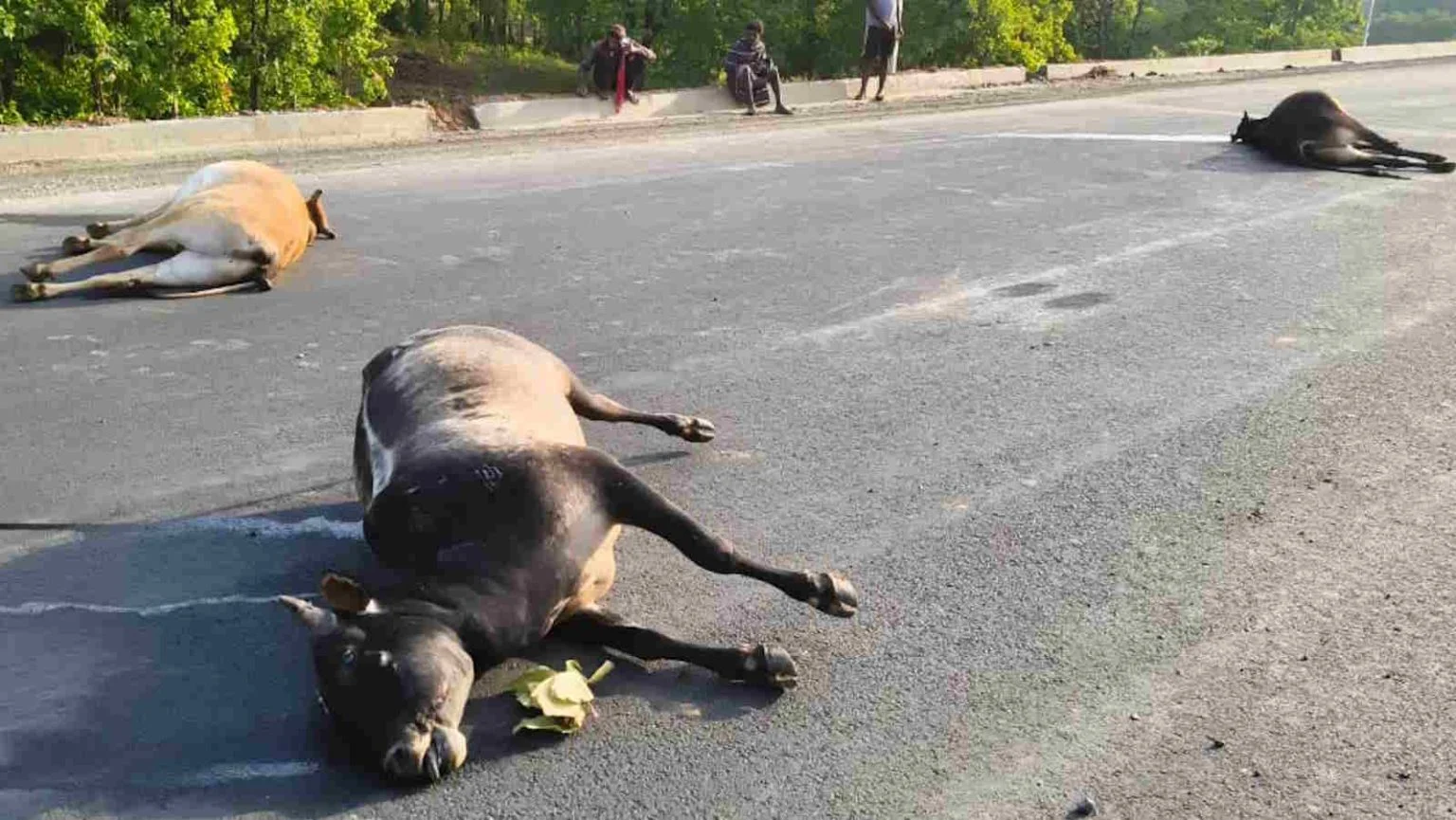 bull death 1536x865