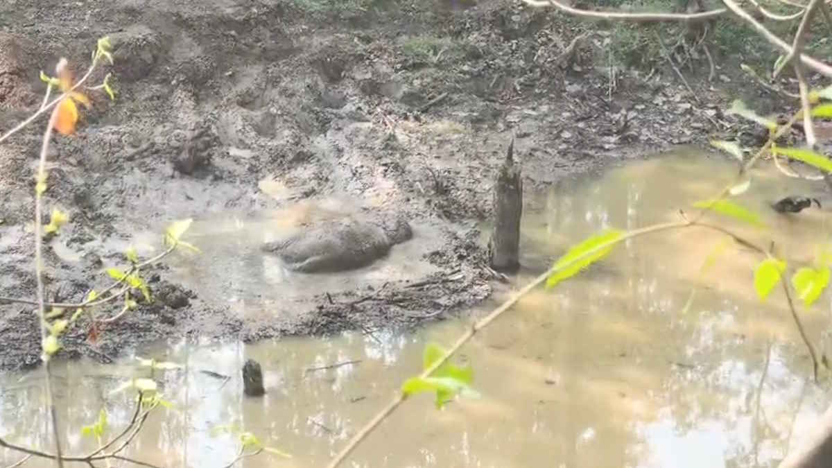 दलदल में फंसने से 5 माह के हाथी शावक की मौत, वन विभाग की कार्यशैली पर उठे सवाल