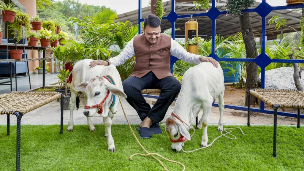 maharashtra cow smuggling mcoca act 1779419682
