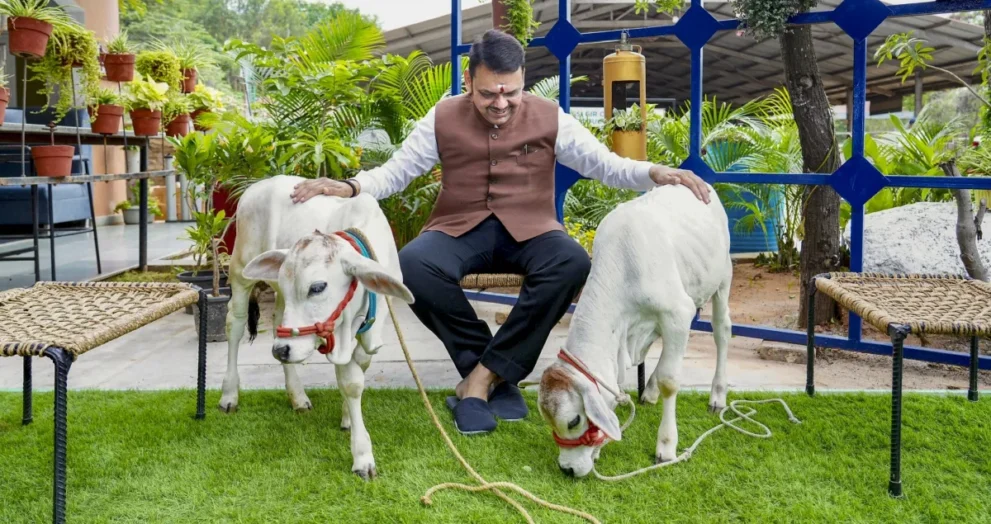maharashtra cow smuggling mcoca act 1779419682