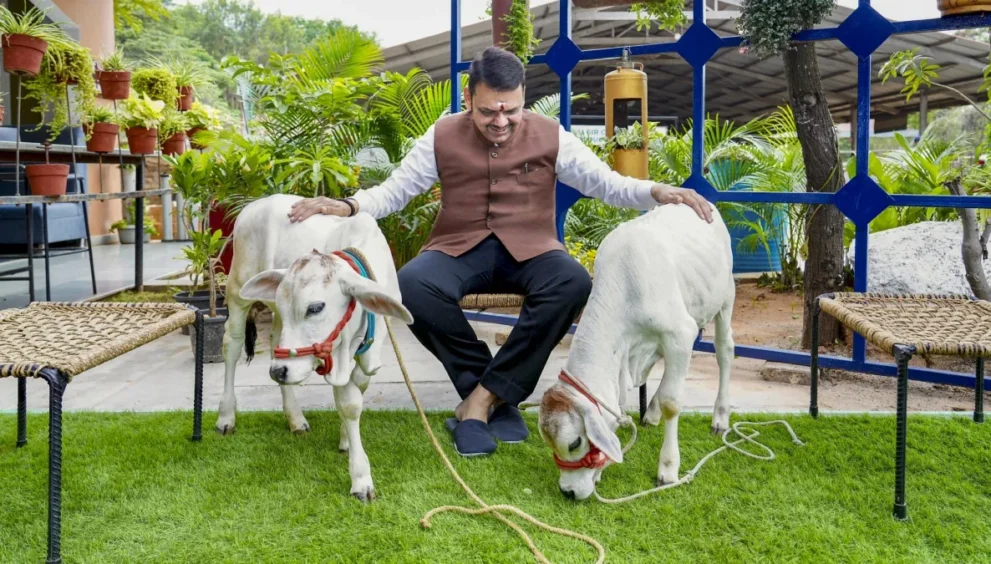 maharashtra cow smuggling mcoca act 1779419682