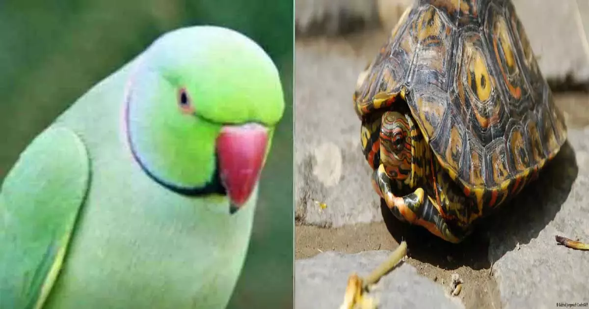 तोता या कछुआ पालना पड़ सकता है भारी, वन्यजीव संरक्षण कानून के तहत हो सकती है जेल