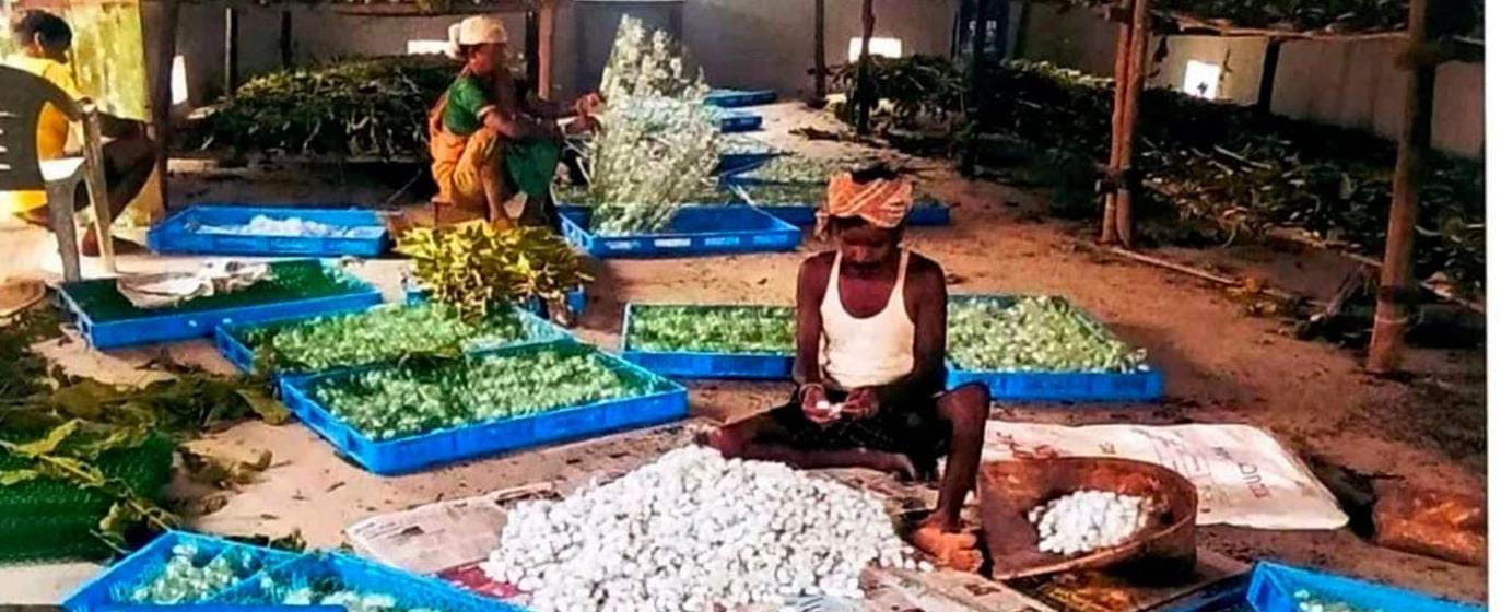 नारायणपुर में रेशम क्रांति, कोसापालन से ग्रामीणों की आय बढ़ी, महिलाओं को मिला रोजगार