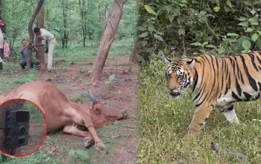मोहला-मानपुर में बाघ का आतंक: खेत में बैल को बनाया शिकार, वनकर्मियों से हुआ आमना-सामना