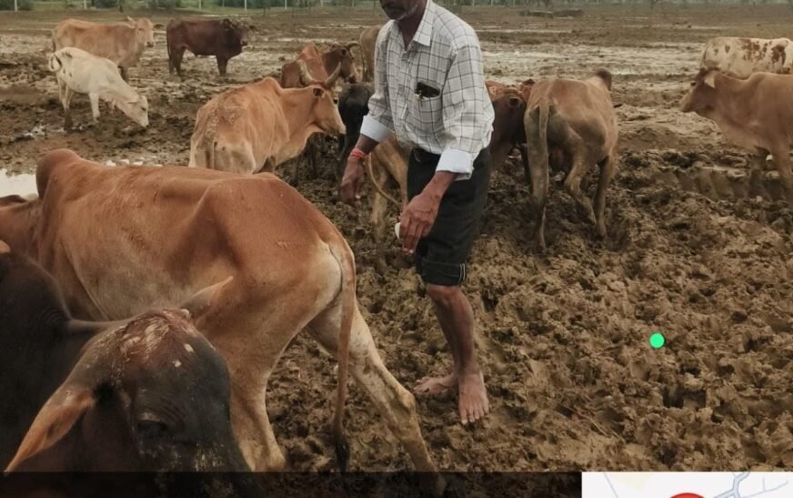 ओखर गौधाम में पशुओं की मौत का मामला: जांच रिपोर्ट कलेक्टर को सौंपी, 3 दिनों में 6 पशुओं की मृत्यु